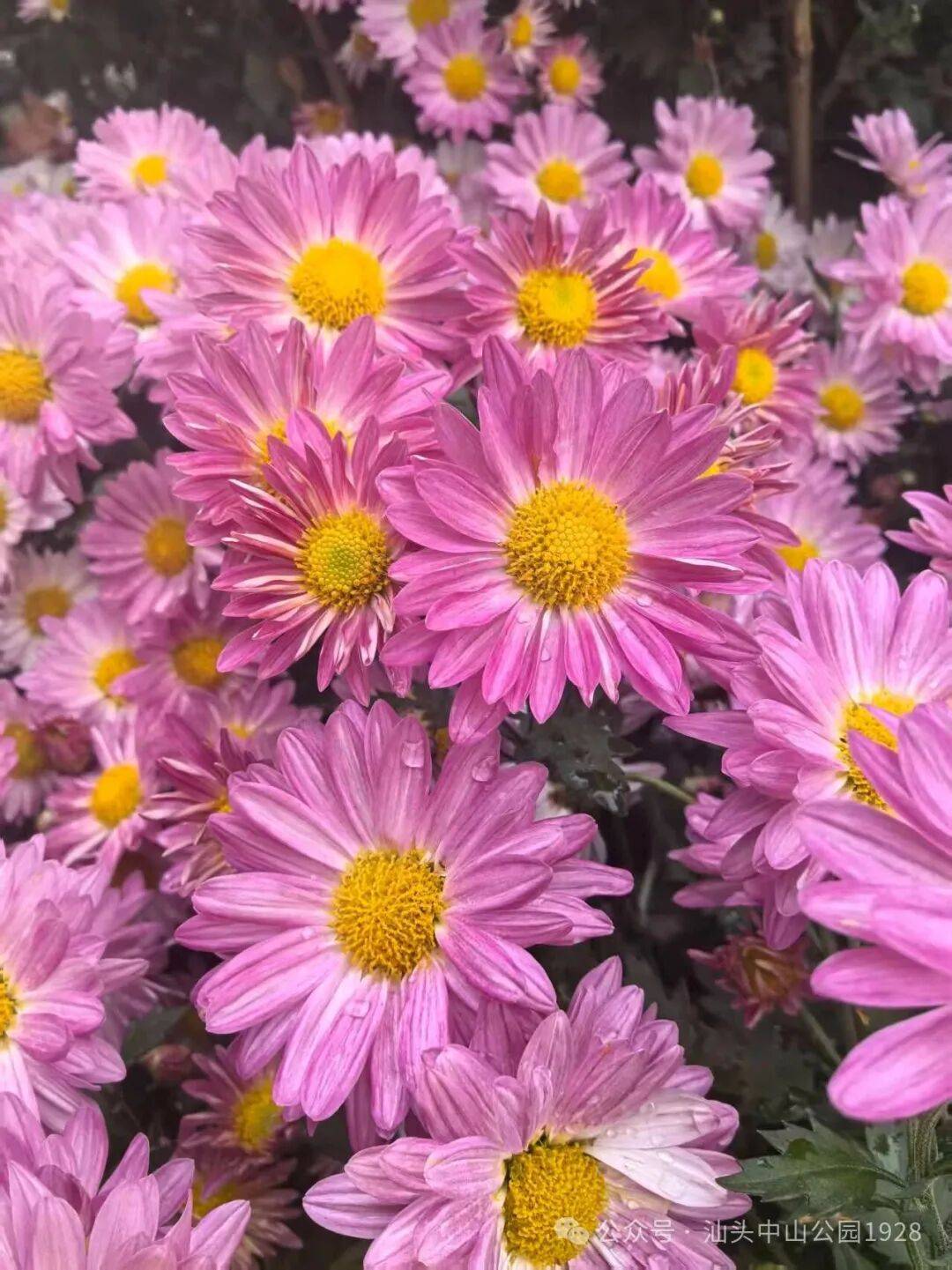 天啦噜！菊展延期咯，赶紧麻溜搭上这趟赏菊末班车呀！