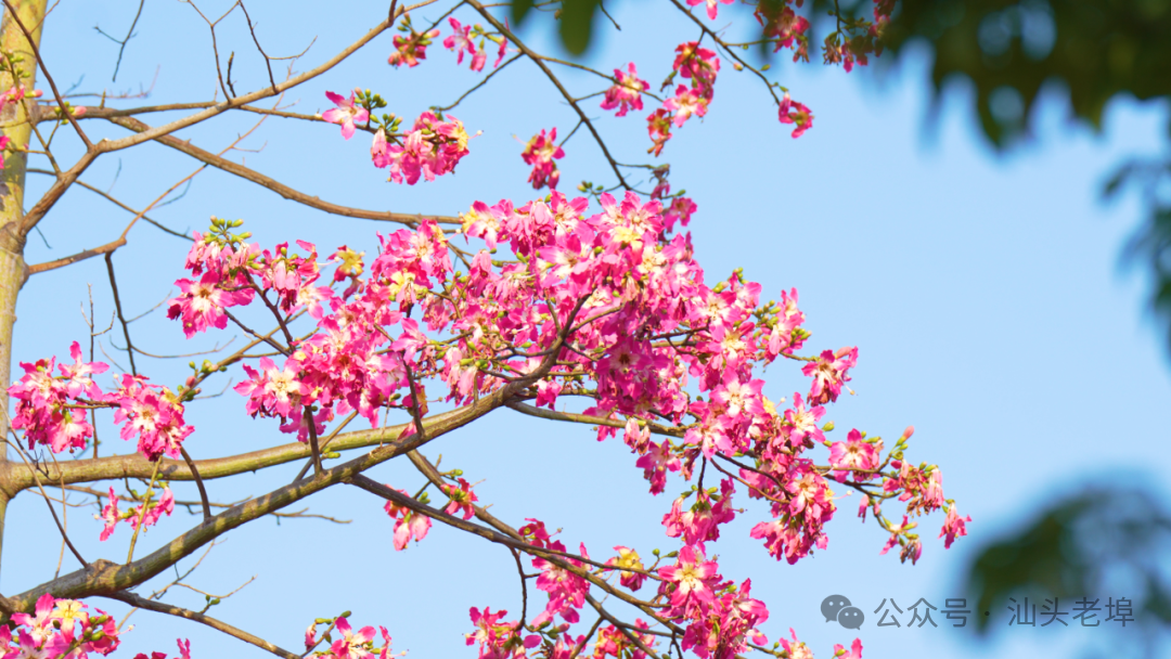 花漾金平｜满城花开，正是浪漫好时节~